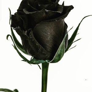 Meet your Posher, Keisha